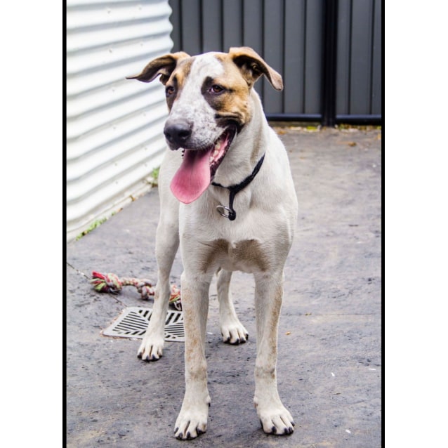 Murphy ("Merv") Large Male Australian Cattle Dog x Greyhound Mix Dog