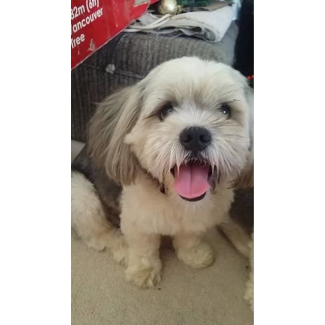 shih tzu lhasa apso