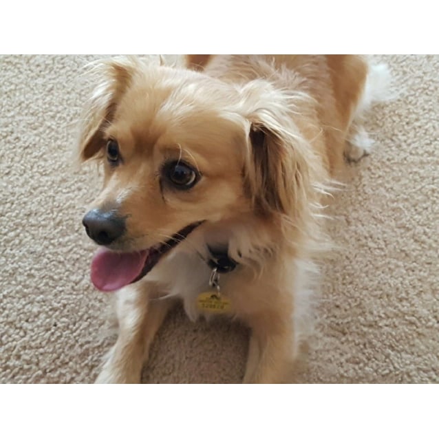 tall cat trees for sale