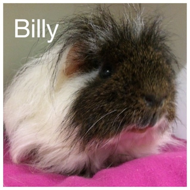 Billy De Sexed Male Long Hair English Merino Guinea Pig In Qld Petrescue