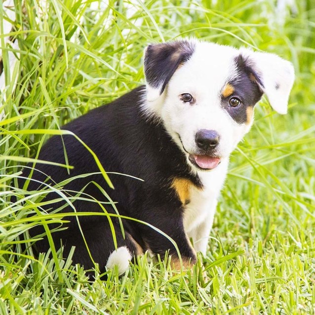 Jai Male Collie X Kelpie Pup On Trial 11 2 17 Medium Male Border Collie X Kelpie Mix Dog In Nsw Petrescue