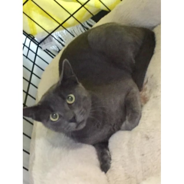 Chester The Beautiful Blue Boy Male Russian Blue Mix Cat In Vic Petrescue