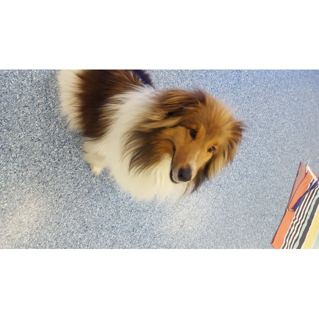 rspca shetland sheepdog