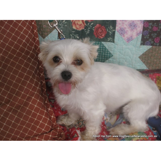 Bonny Maltese X Shih Tzu Trial 24 1 17 Small Female Maltese X Shih Tzu Dog In Nsw Petrescue
