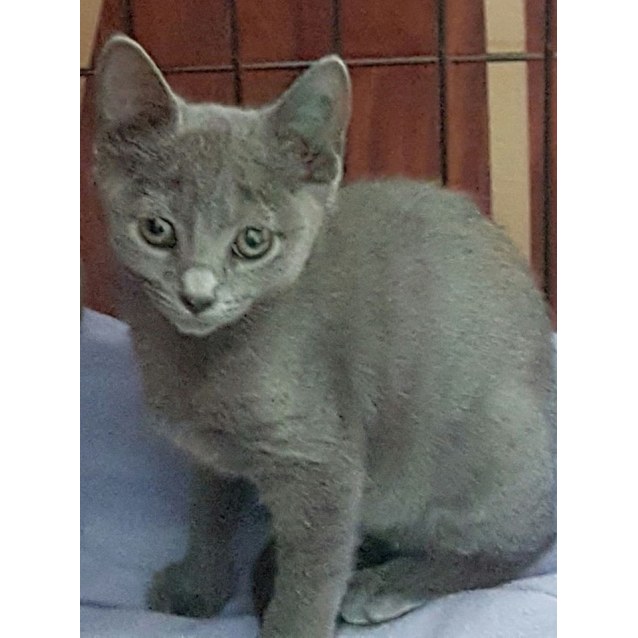 Grey Girl Shy Female Domestic Short Hair Cat In Vic