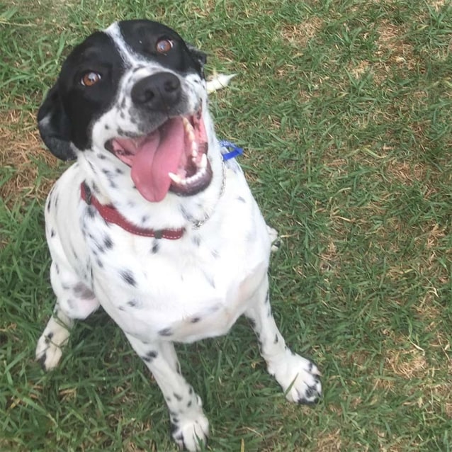 Macka 1yo Dalmation x BC boy (on trial 19/2/17) Medium Male Border