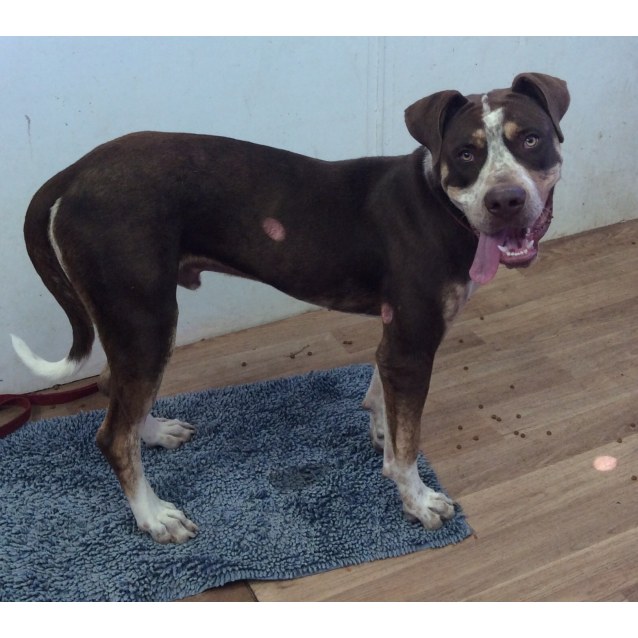 Riddick Large Male German Shorthaired Pointer X Rottweiler Mix