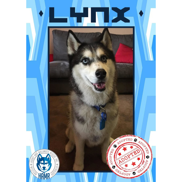 Lynx - Medium Male Siberian Husky Dog in WA - PetRescue