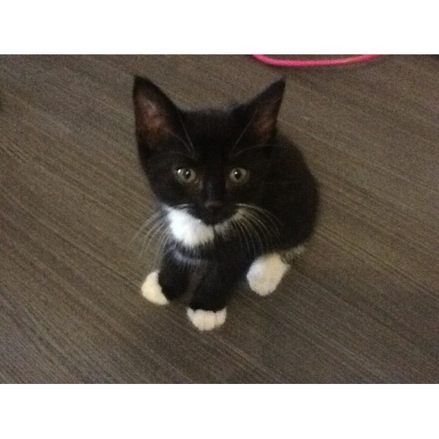 Akita Female Domestic Short Hair Cat In Nsw Petrescue