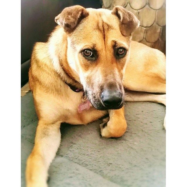 shar pei shepherd mix