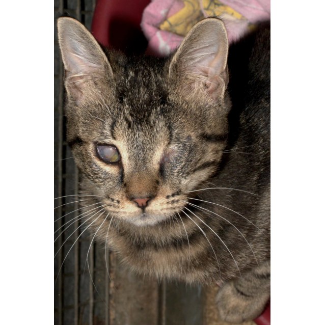 Squirrel - Male Domestic Short Hair Mix Cat in NSW - PetRescue