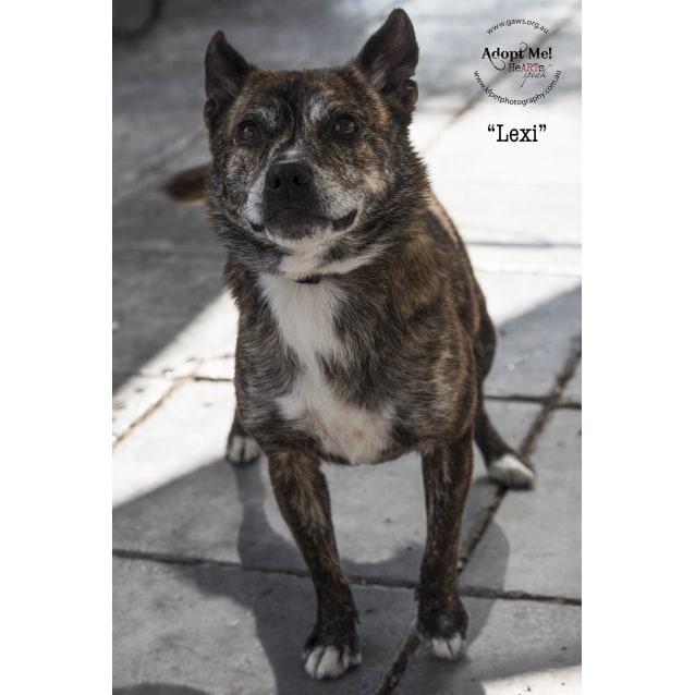 pomeranian bull terrier mix
