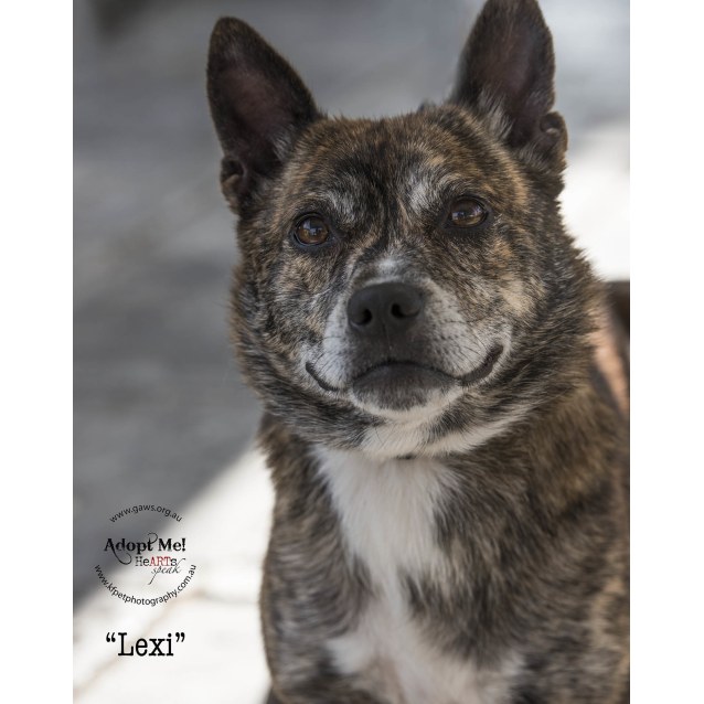 pomeranian bull terrier mix