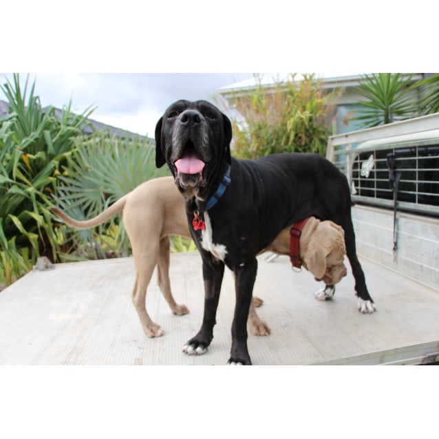Oliver Large Male Great Dane x Neapolitan Mastiff Mix Dog in QLD PetRescue