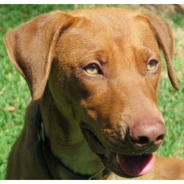 Zoe Medium Female Hungarian Vizsla Mix Dog In Wa Petrescue