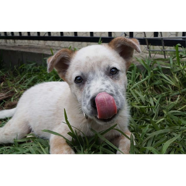 australian cattle dog boxer mix puppy