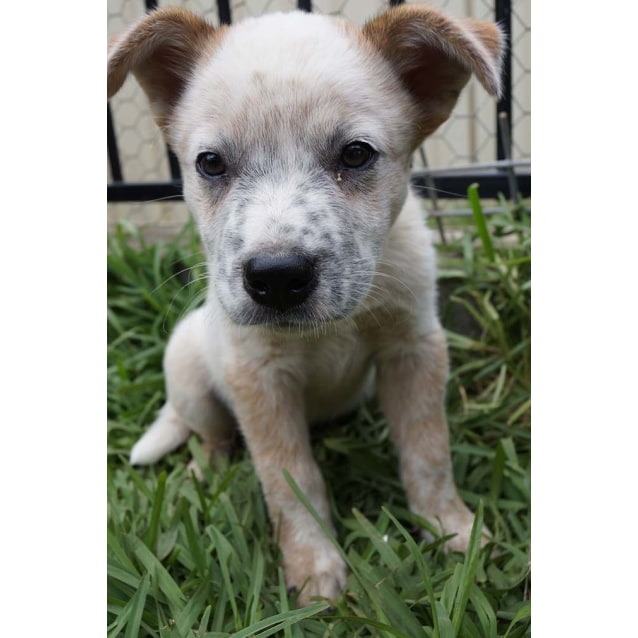 cattle dog boxer mix