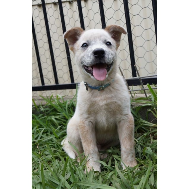 australian cattle dog boxer mix puppy