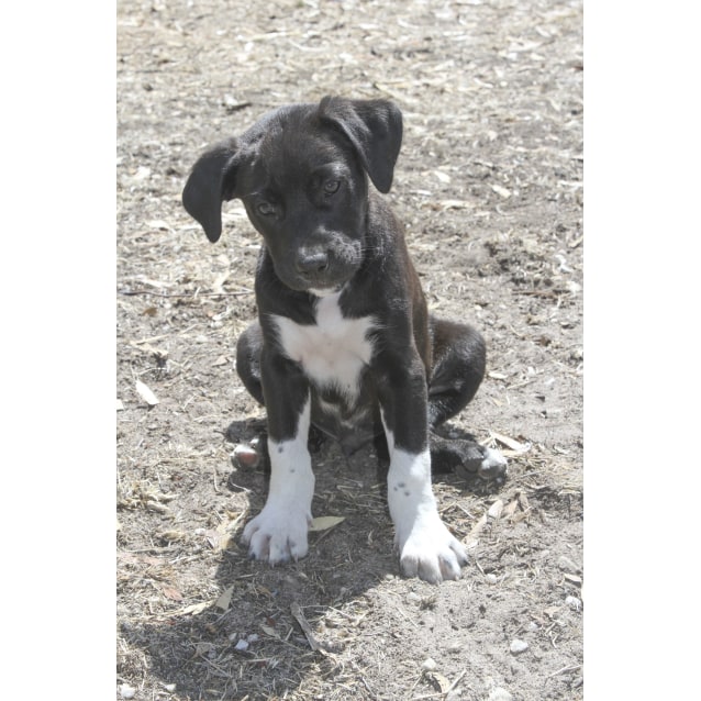 boston terrier x labrador