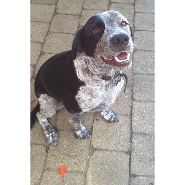 blue springer spaniel