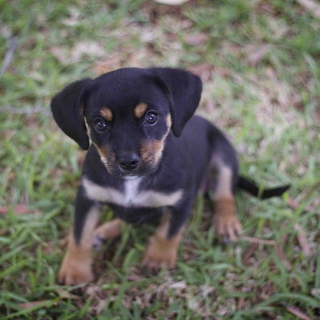 kelpie cross cavalier