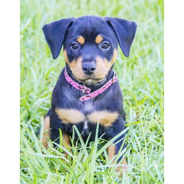 Sing female JR x Rotti puppy (On Trial 17/2/17) Small Female Jack