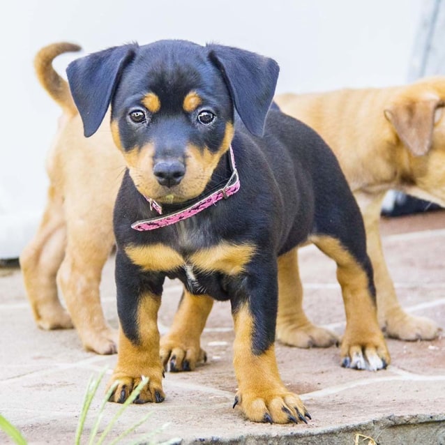 Sing ~ female JR x Rotti puppy (On Trial 17/2/17) - Small Female Jack ...