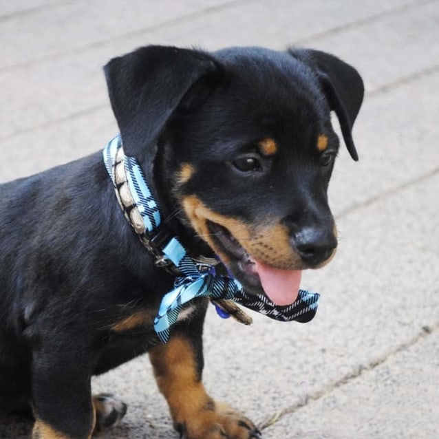 Singleton rottweiler
