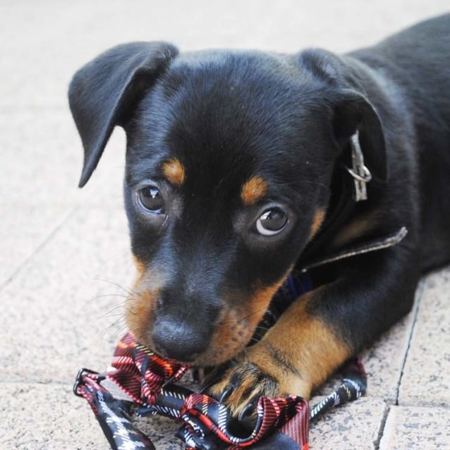 99+ Rottweiler Jack Russell Puppies