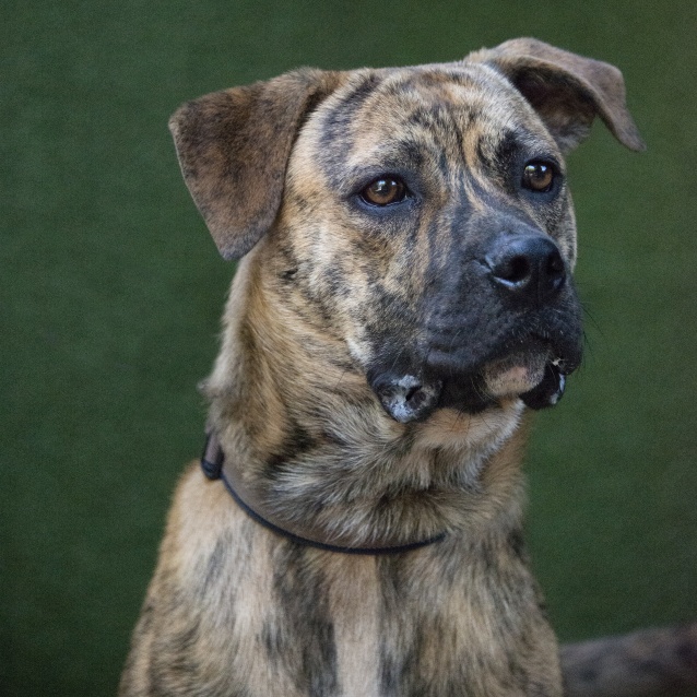 american bulldog cross kelpie