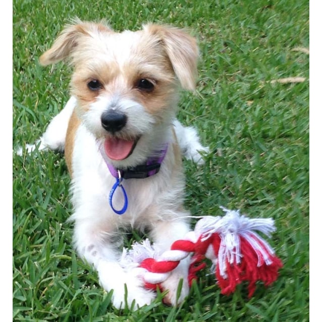 maltese cross jack russell dog