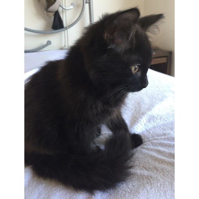 Nakami Loving Fluffy Black Kitten Male Domestic Short Hair X Maine Coon Cat In Vic Petrescue
