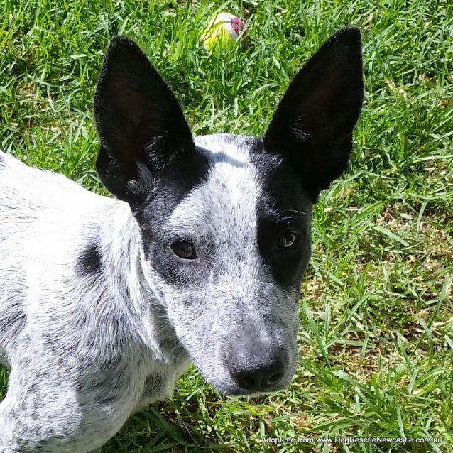 heeler x kelpie