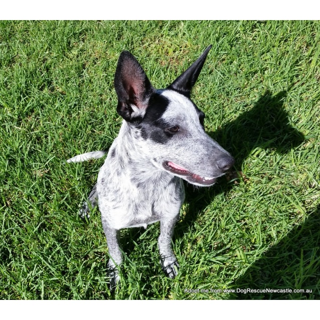 Zeena blue heeler x kelpie (on trial 10/03/17) Medium Female Blue Heeler x Kelpie Dog in