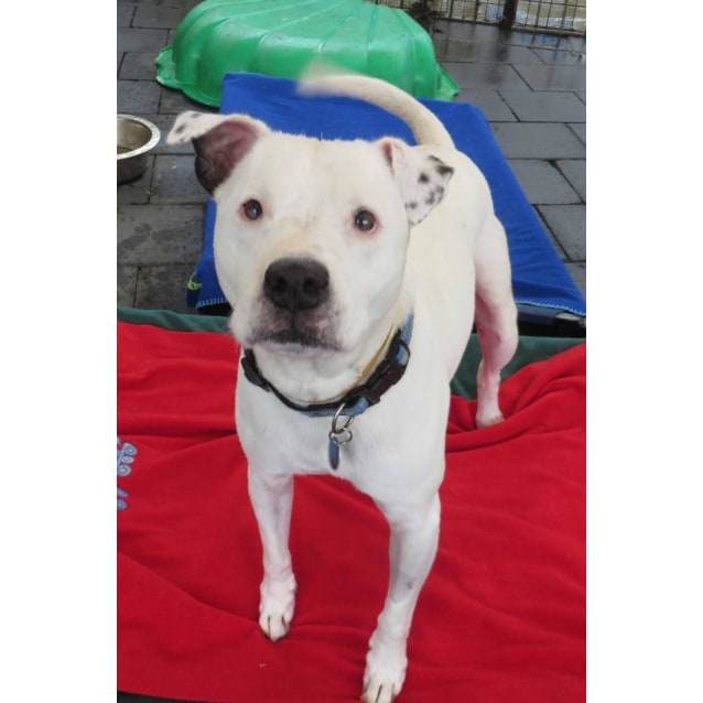 dalmatian cross staffy