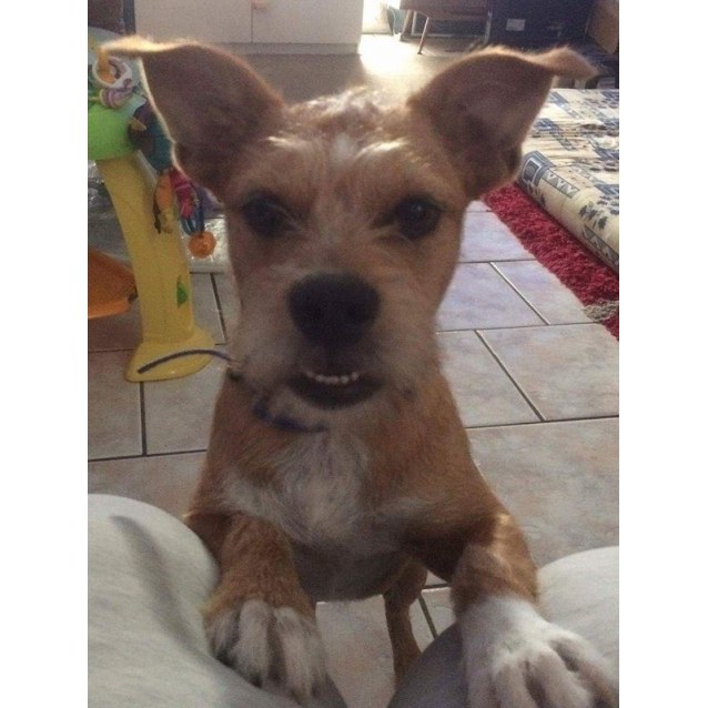 norfolk terrier x poodle