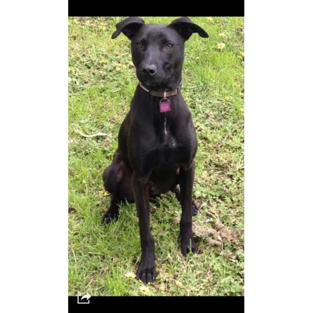 Medium Male Labrador x Whippet Mix Dog 