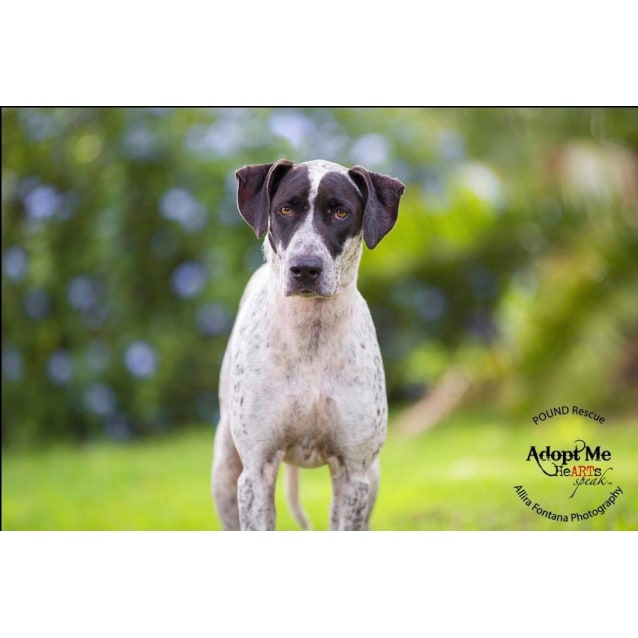 Lady On Trial Adoption Medium Female German Shorthaired