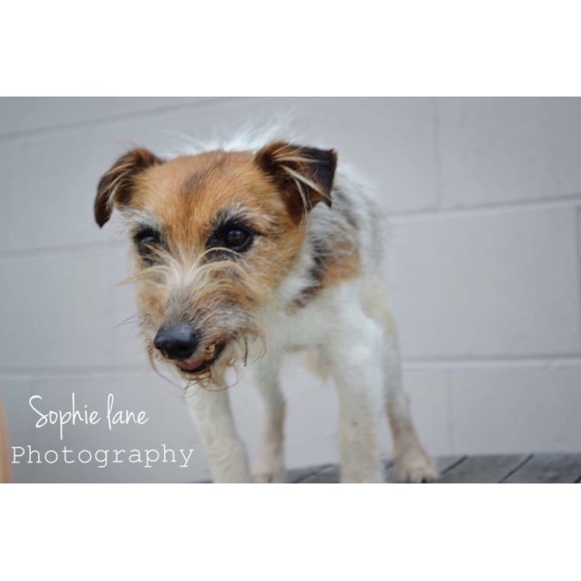 Nibbles A Golden Oldie Small Female Miniature Fox Terrier