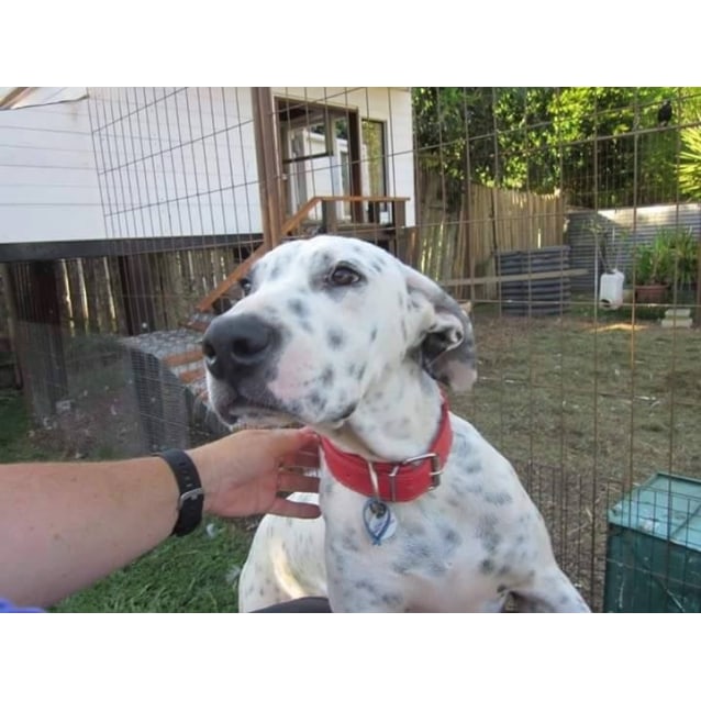 bull arab x great dane