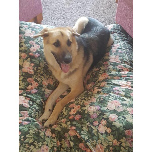 german shepherd sheepdog mix