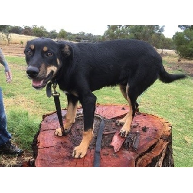 kelpie x huntaway puppies