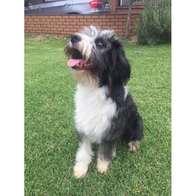 shih tzu x collie