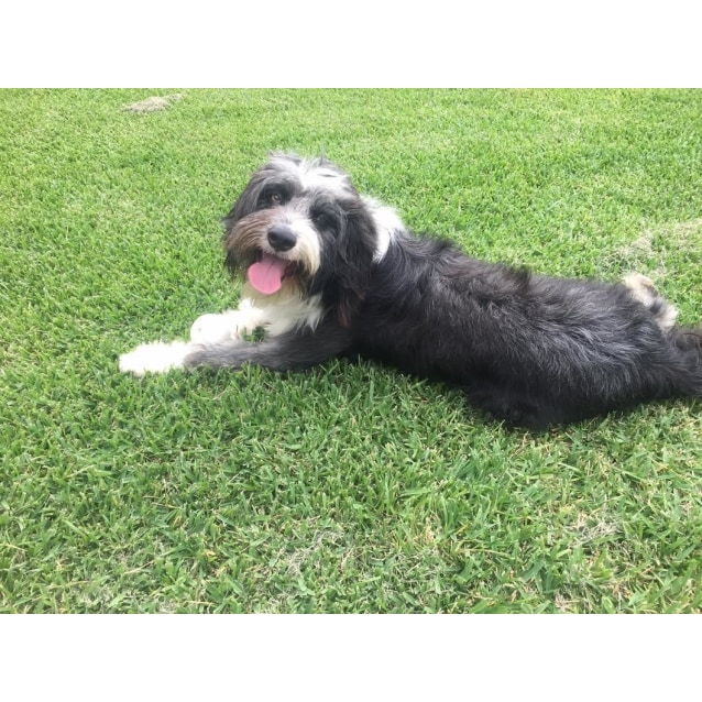 shih tzu x collie