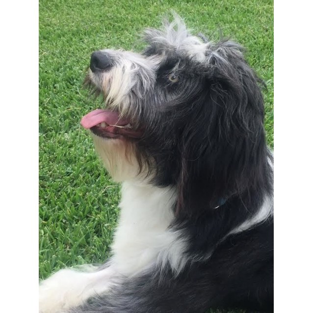 shih tzu x collie