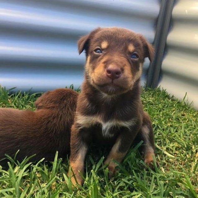 kelpie puppy