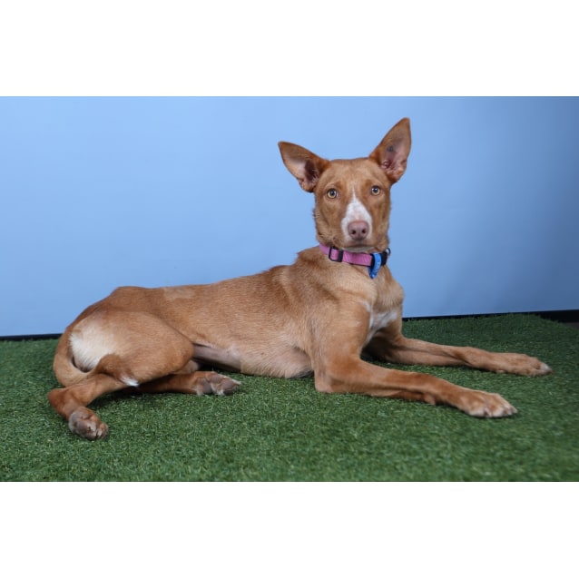 Chloe - Medium Female Kelpie x Pharaoh Hound Mix Dog in ...