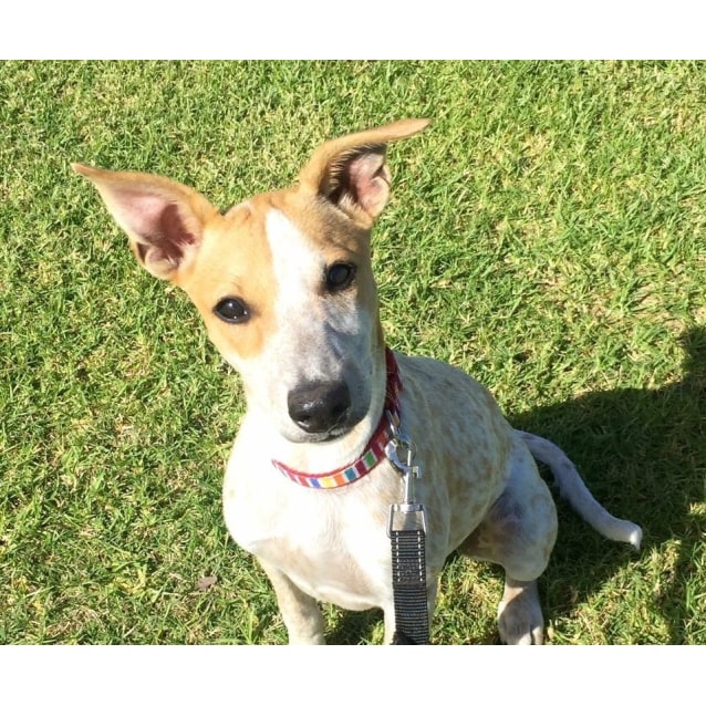 Sophia - Medium Female Australian Cattle Dog x Whippet Mix Dog in WA