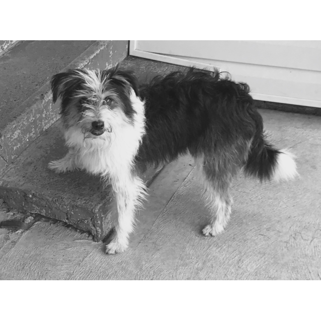 australian terrier black