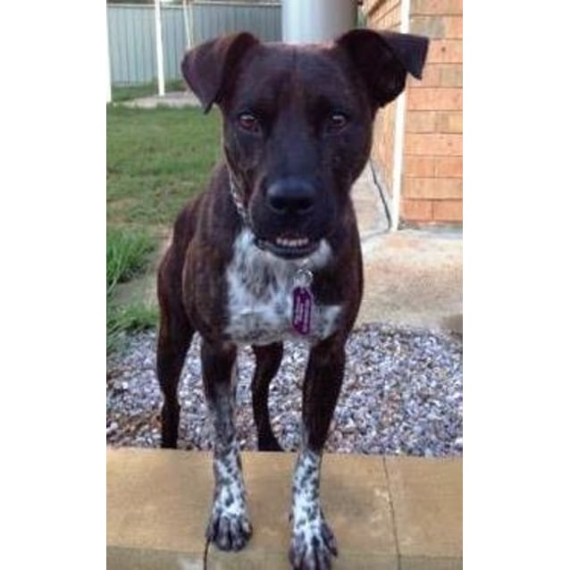 cattle dog boxer mix